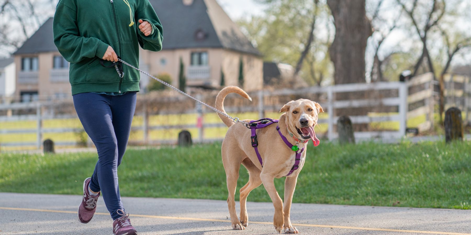 How Often Should You Walk Your Dog?
